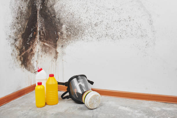 Best Attic Mold Removal  in Ocala, FL