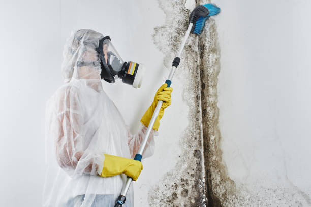 Best Toxic Mold Removal  in Ocala, FL