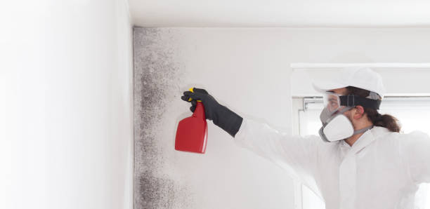 Best Toxic Mold Removal  in Ocala, FL